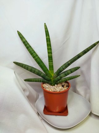 Sansevieria Cylindrica ‘Boncellensis’