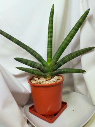 Sansevieria Cylindrica ‘Boncellensis’