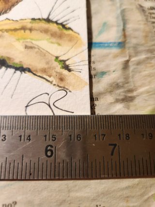 Búho Cárabo pintado a mano acuarela