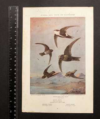 1932 LÁMINAS ANTIGUAS AVES - ALLAN BROOKS