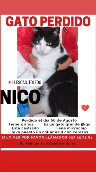 Gato perdido zona Manuel de Vega