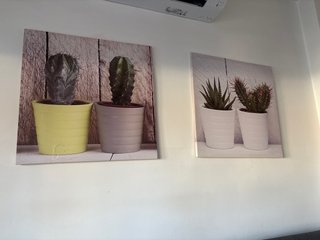 Cuadros de cactus