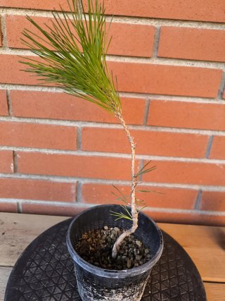 Bonsái Pino Thunbergii Plantón