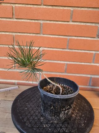 Planta de Pino Thunbergii para Bonsái