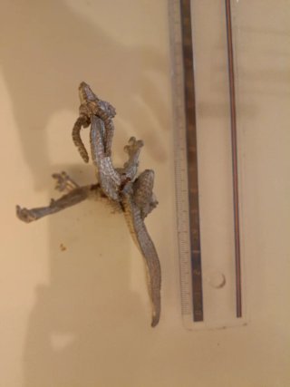 Dragón Metal Vintage 90s (Para Restaurar)
