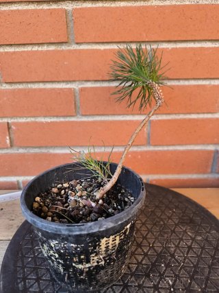 Planta de Pino Thunbergii para Bonsái