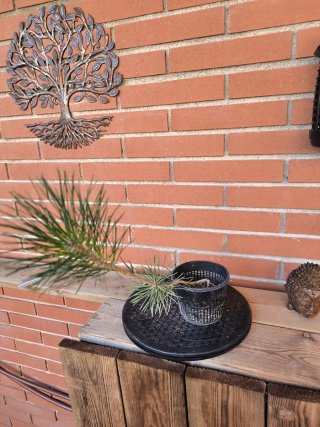 Plantón Pino Thunbergii Bonsái