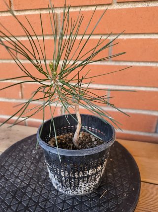 Bonsái Pino Thunbergii Joven