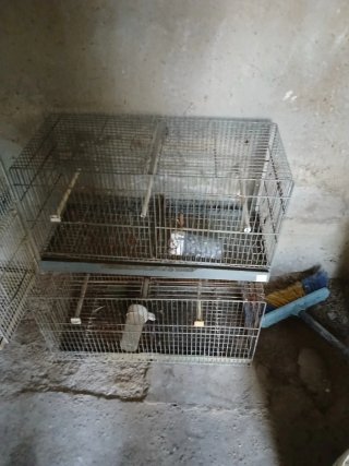 Grandi gabbie per uccelli
