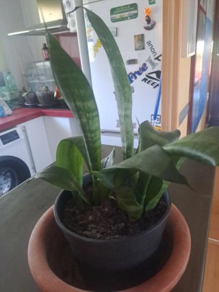 Planta Lengua de Suegra