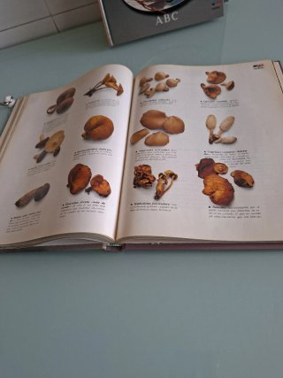 Gran enciclopedia de la cocina