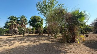 Terreno en venta en Albatalia en Murcia
