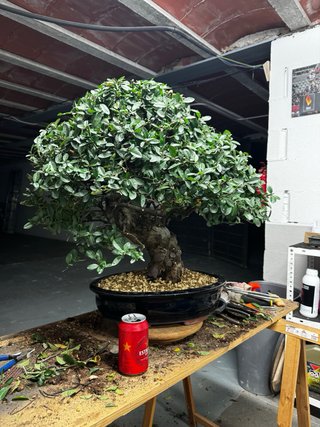 Bonsái Pyracantha con frutos naranjas