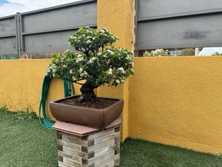 Bonsái Pyracantha con frutos naranjas