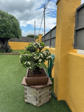 Bonsái Pyracantha con frutos naranjas