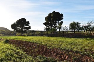 Terreno en venta en Padul