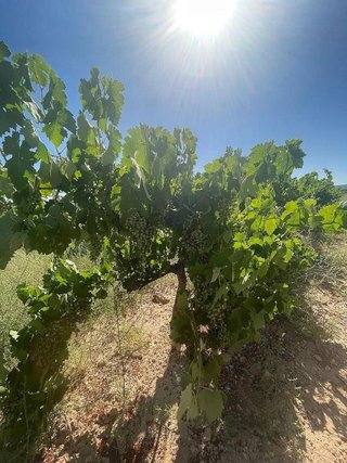 Terreno en venta en Pinós