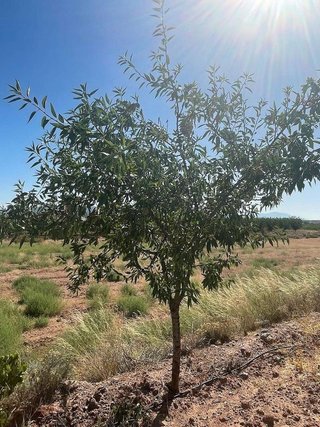Terreno en venta en Pinós