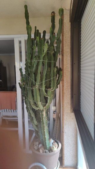 Cactus Gigante Exterior
