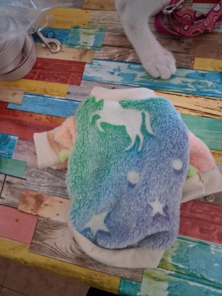 Lote accesorios para gatos