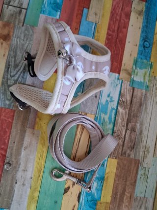 Lote accesorios para gatos