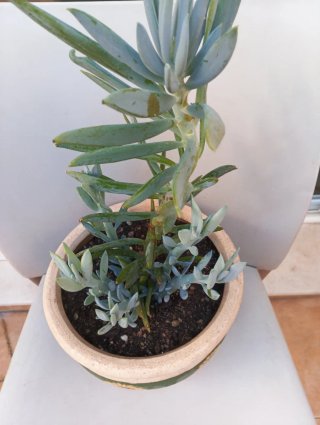 Senecio azul Palitos de tiza