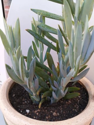 Senecio azul Palitos de tiza