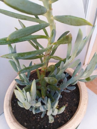 Senecio azul Palitos de tiza