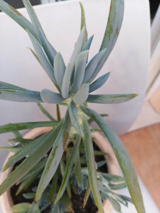 Senecio azul Palitos de tiza