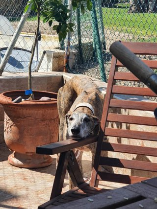 Paseo y cuido perros