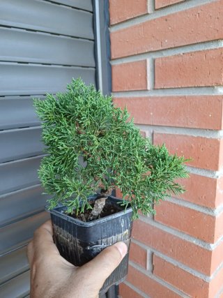 Prebonsai Junípero Chinesis