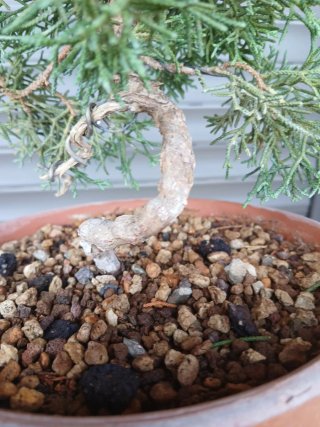 Prebonsai Junípero Chinesis