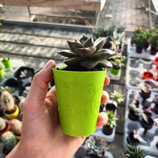 Mini Succulente Echeveria Vaso Colorato