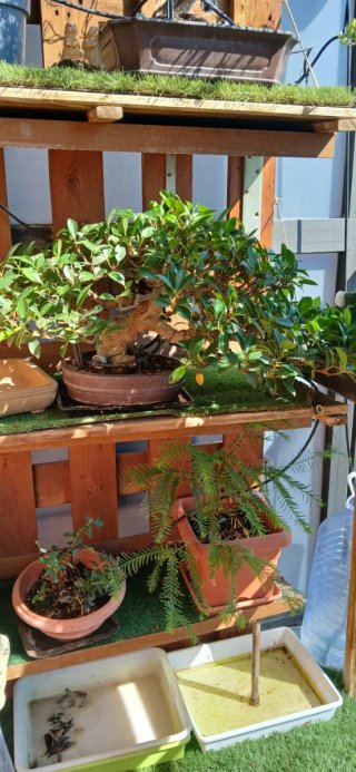 Bonsái Ficus Retusa