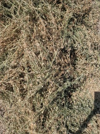 Alfalfa en paquete 20-22 kg