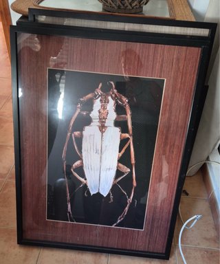 Cuadro Decorativo Insecto