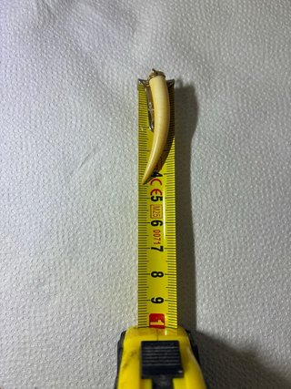 Colgante Cuerno Oro 18k Marfil