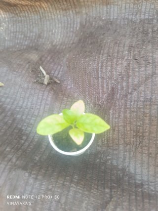 Planta de Maracuyá Morado (Passiflora edulis)