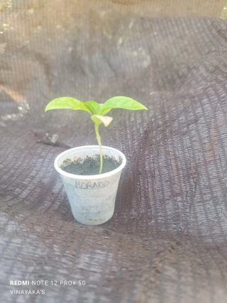 Planta de Maracuyá Morado (Passiflora edulis)