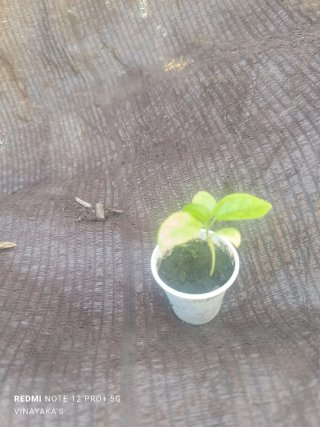 Planta de Maracuyá Morado (Passiflora edulis)