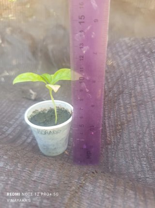 Planta de Maracuyá Morado (Passiflora edulis)