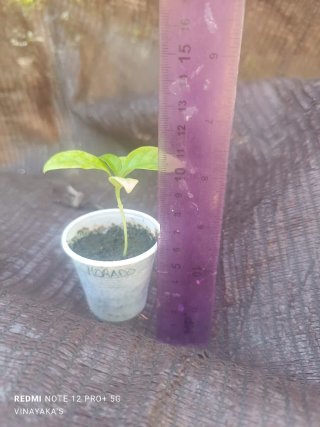 Planta de Maracuyá Morado (Passiflora edulis)