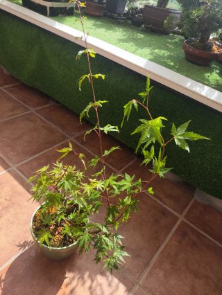 Acer Palmatum Arakawa