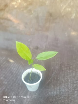Planta de Maracuyá Amarillo XL