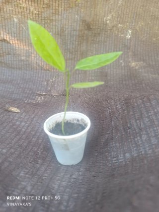 Planta de Maracuyá Amarillo XL
