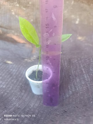 Planta de Maracuyá Amarillo XL