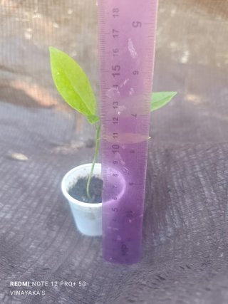 Planta de Maracuyá Amarillo XL