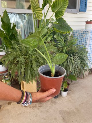Plantas de Alocasia