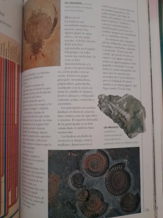 Rocas y Fosiles Libro Precioso
