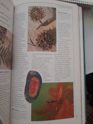 Rocas y Fosiles Libro Precioso